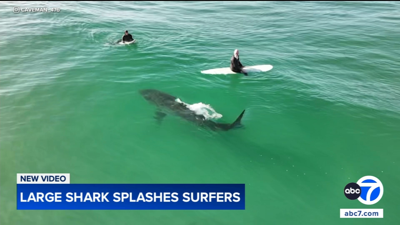 Shark swims near surfers, splashes one with its tail in close encounter off California coast, video shows
— Hinsdale Sports news