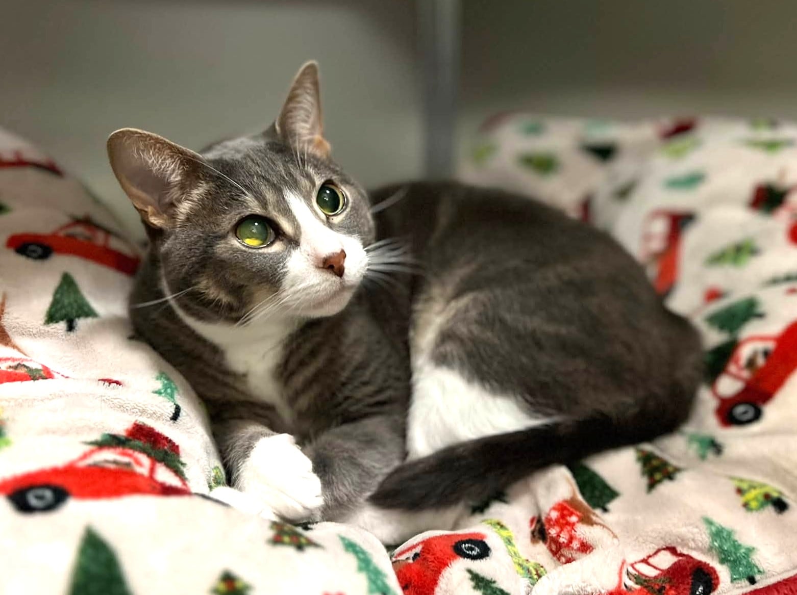 Vision-impaired cat ready to win over her forever family — Hinsdale Community news