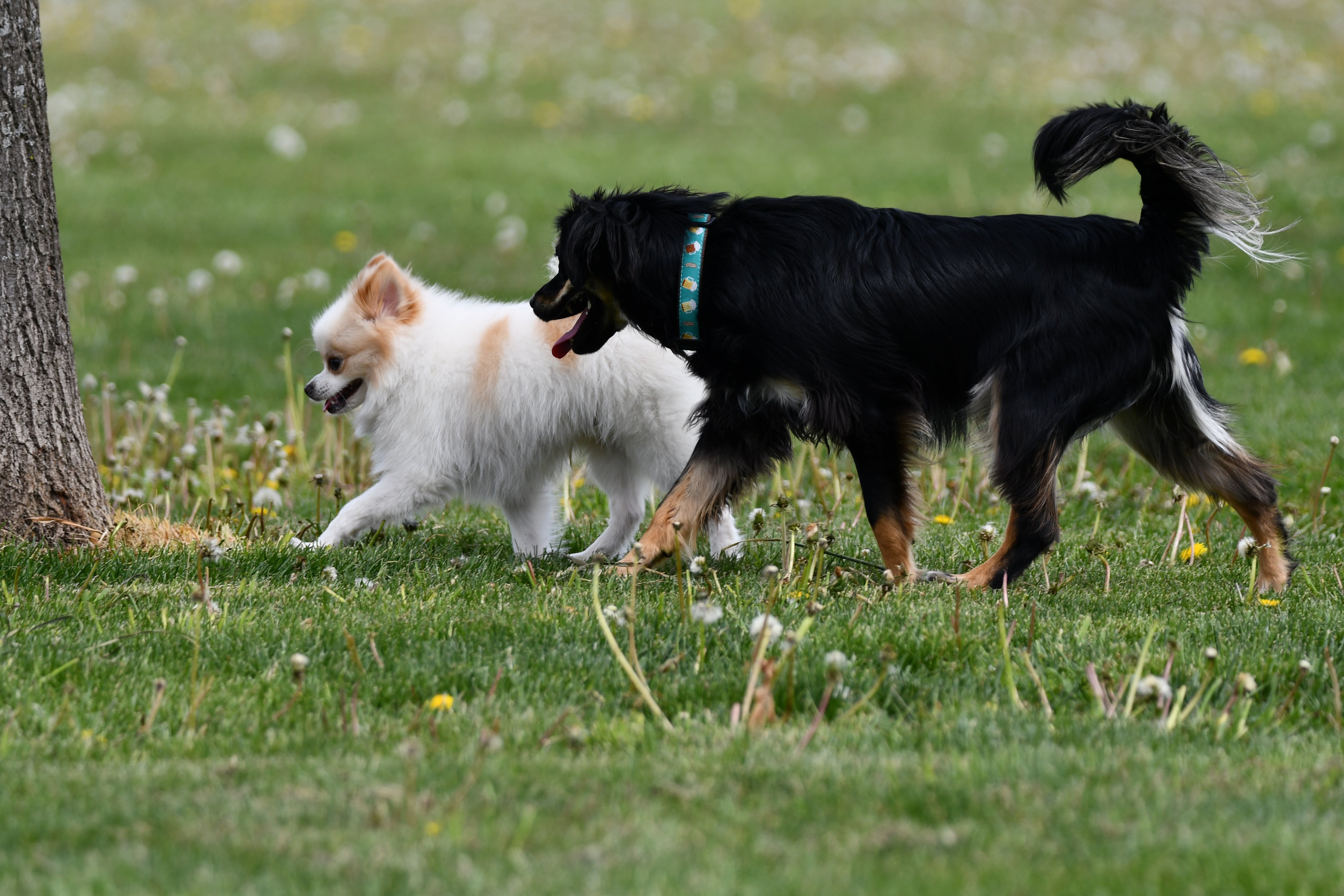 Braidwood ready to break ground on dog park after 3 years of planning — Hinsdale Arts news
